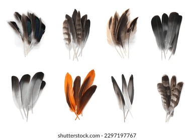 Set with different beautiful feathers on white background - Shutterstock ID 2297197767