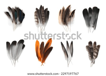 Set with different beautiful feathers on white background