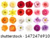 spring flowers isolated