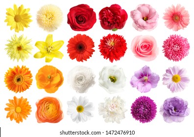 Набор разных красивых цветов на белом фоне