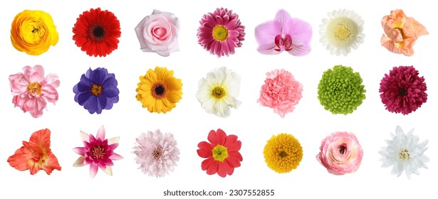 Set of different beautiful flowers on white background