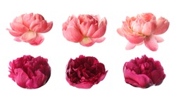 Set Of Different Beautiful Peony Flowers On White Background 