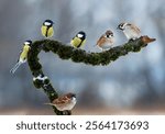 set of different birds tits sparrows sitting on a beautiful branch with moss in a winter garden