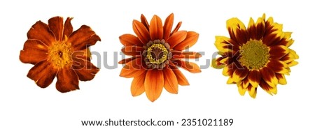 Set of different brown flowers (gazania; marigold, chrysanthemum) isolated on white background. Top view. 