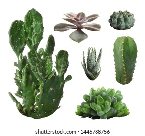 Set of different cactuses on white background