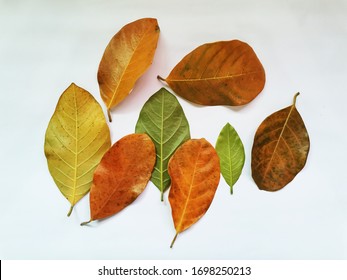 Set Different Colors Jackfruit Leaves Isolated Stock Photo 1698250213 ...