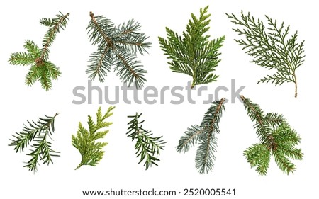 A set of different coniferous branches isolated on white background. Branches of blue spruce, spruce, thuja, yew. Design element for creating collages, festive Christmas arrangements, frames, wreaths.