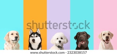Set of different dogs on color background