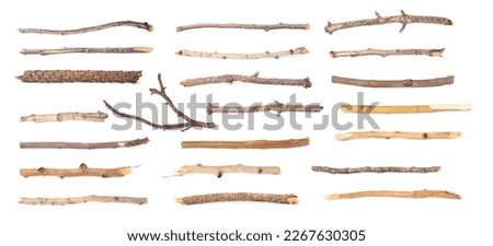 Set of different dry tree branches on white background