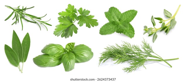 Set of different herbs isolated on white