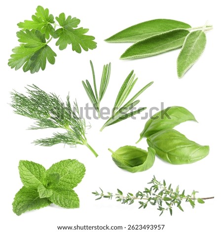 Set of different herbs isolated on white