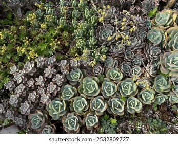 A set of different mix succulents  background 