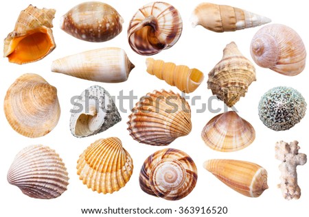 set of different mollusk shells isolated on white background