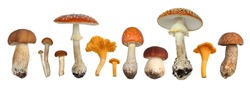A Set Of Different Mushrooms Isolated On A White Background.