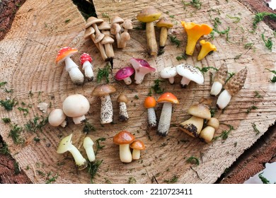  Set Of Different Mushrooms From Polymer Clay On A Board Made Of Sawing Wood For Decorating And Decorating The Interior, Miniature Toys For The Development Of Fine Motor Skills Of Children.