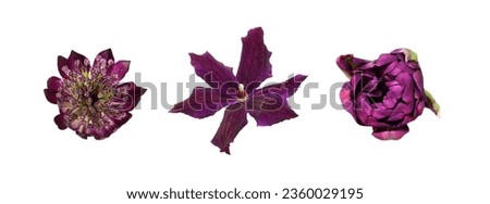 Set of different purple flowers (astrantia; clematis; tulip;) isolated on white background. Top view. 