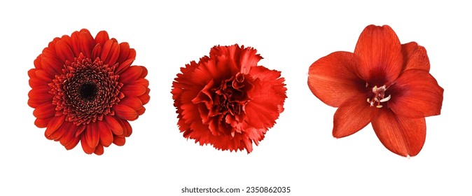 Set of different red flowers (amaryllis, gerbera, carnation) isolated on white. Top view. 