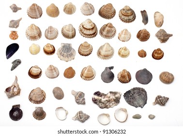 Set Of Different Sea Shells On White Background