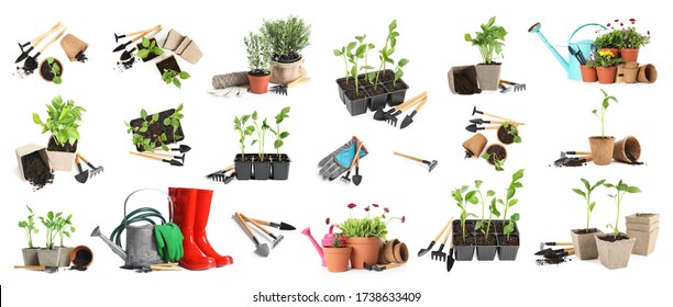 Set Of Different Seedlings And Gardening Tools On White Background. Banner Design