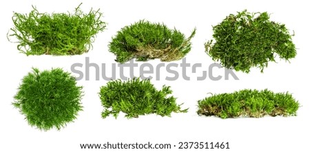 Set. different shape options. There is a lot of forest moss on an empty background. 