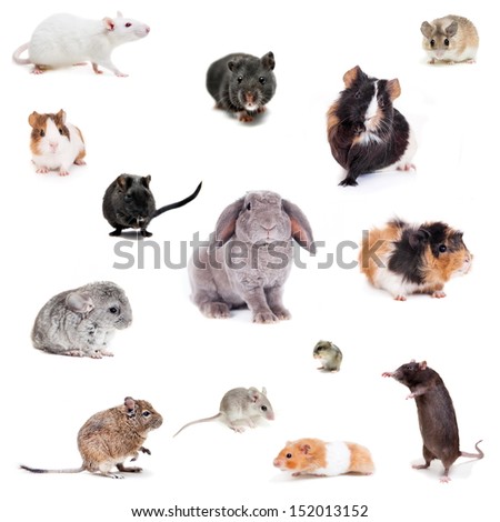 Set of Different spieces of rodents, isolated on white