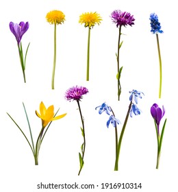 Set of different spring wild flowers isolated on white background - Shutterstock ID 1916910314