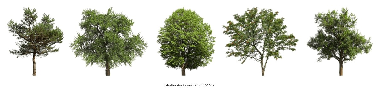 Set of different trees isolated on white