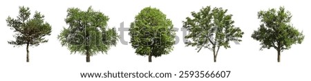 Set of different trees isolated on white