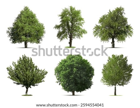 Set of different trees isolated on white
