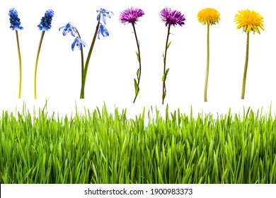 Set of different wild flowers and grass isolated on white background