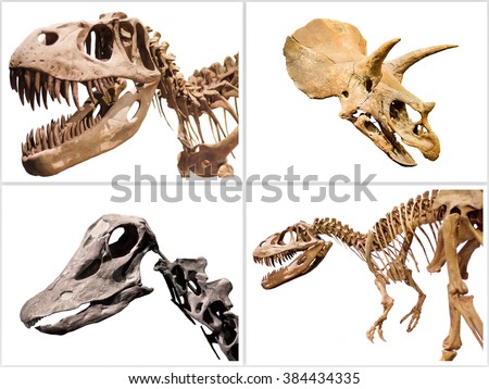 Set of dinosaurs skeleton T-Rex, Diplodocus, Triceratops, on white isolated background