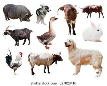 271 Billy dog Images, Stock Photos & Vectors | Shutterstock