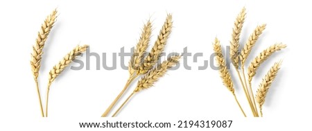 Set with dried ears of wheat on white background, top view. Banner design