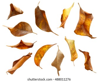 set of dry autumn leaves isolated on white background