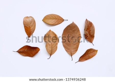 set of dry leaves