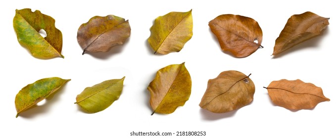 Set of dry leaves on white background. Autum leaves. Lonely emotion. Autum season. Autum background.