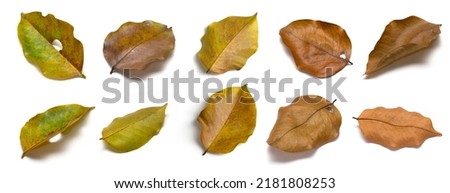 Set of dry leaves on white background. Autum leaves. Lonely emotion. Autum season. Autum background.