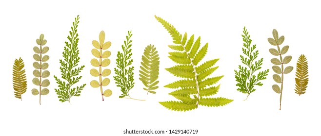 Set Of Dry Small Cute Pressed Leaves Of Various Shapes Of Different Flower And Trees Isolated On White