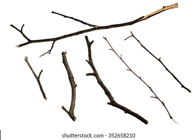 Set of dry twigs isolated on white