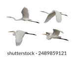 Set of Eastern great egret flying isolated on white background.