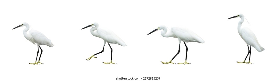 Set of egret isolated on white background