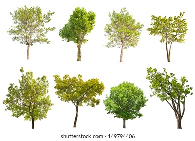 Set Of Eight Green Trees Isolated On White Background