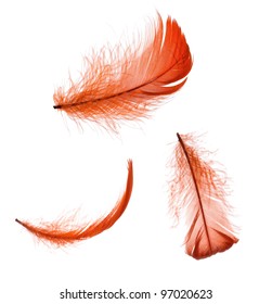 Set of elegant red feather in different positions