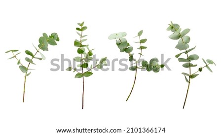 Set of eucalyptus branches with leaves isolated on white background.