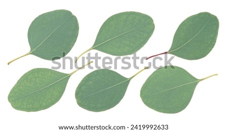 Set of eucalyptus leaves isolated on white background with clipping path. 