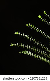 Set Of Eucalyptus Round Leaves On Black Background,border