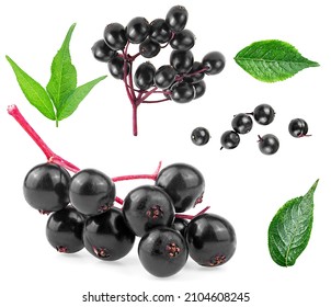 Set of European elderberry isolated on a white background. Elderberry leaves and black berries of elder. Sambucus. - Shutterstock ID 2104608245
