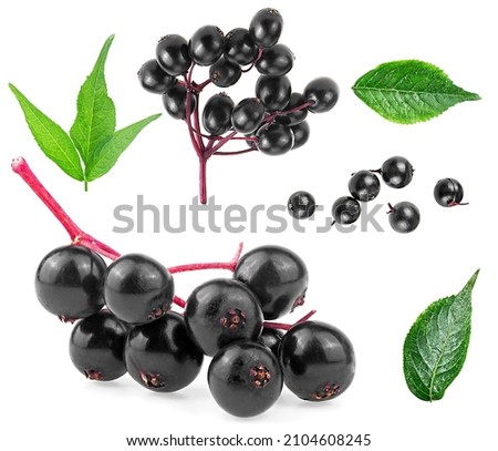 Set of European elderberry isolated on a white background. Elderberry leaves and black berries of elder. Sambucus.