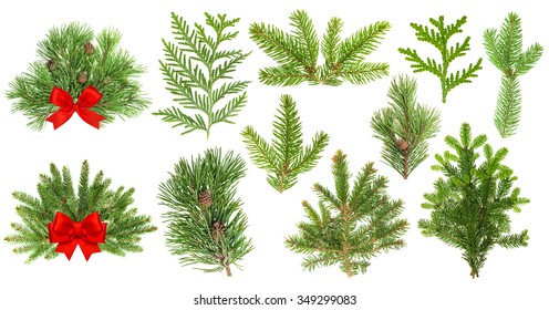 Set of evergreen coniferous tree branches isolated on white background. Christmas decoration with red ribbon bow