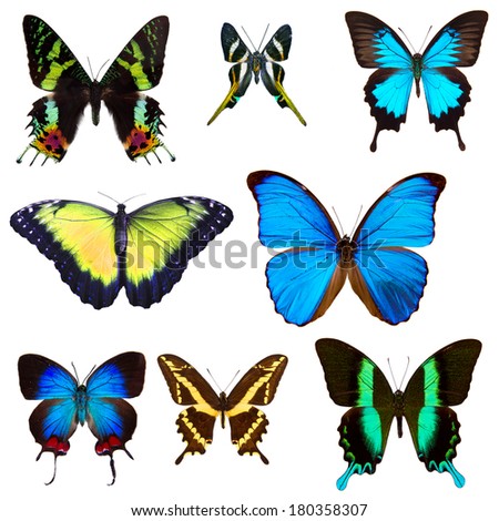 Set of exotic butterflies, isolated on white background